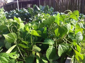 Fall 2012 Green Beans and Broc