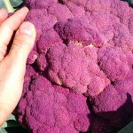 purple-cauliflower