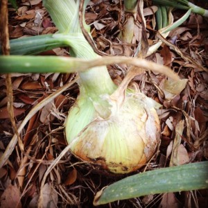 onion in ground