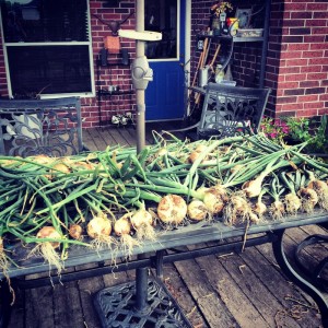 onions harvested
